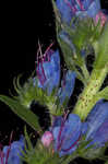 Common viper's bugloss